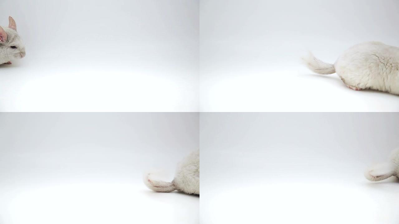 跳跃的白龙猫跳跃的白龙猫宠物兔子