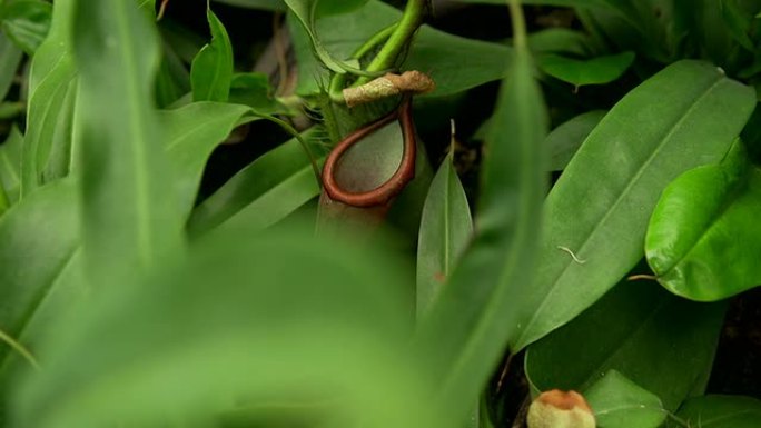 普通沼泽猪笼草普通沼泽猪笼草生物植物