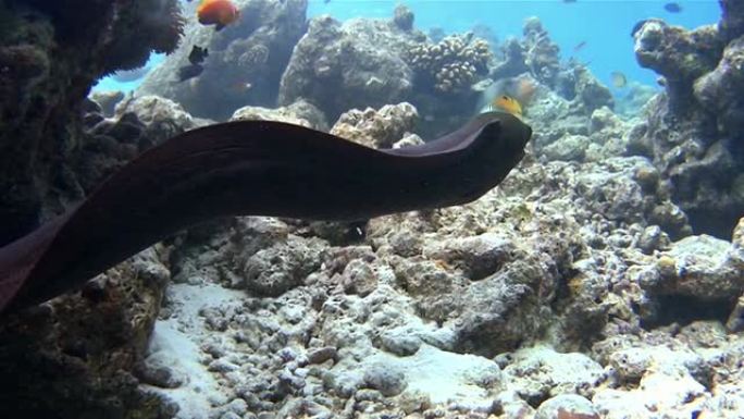 马尔代夫珊瑚礁上游泳的巨型海鳗
