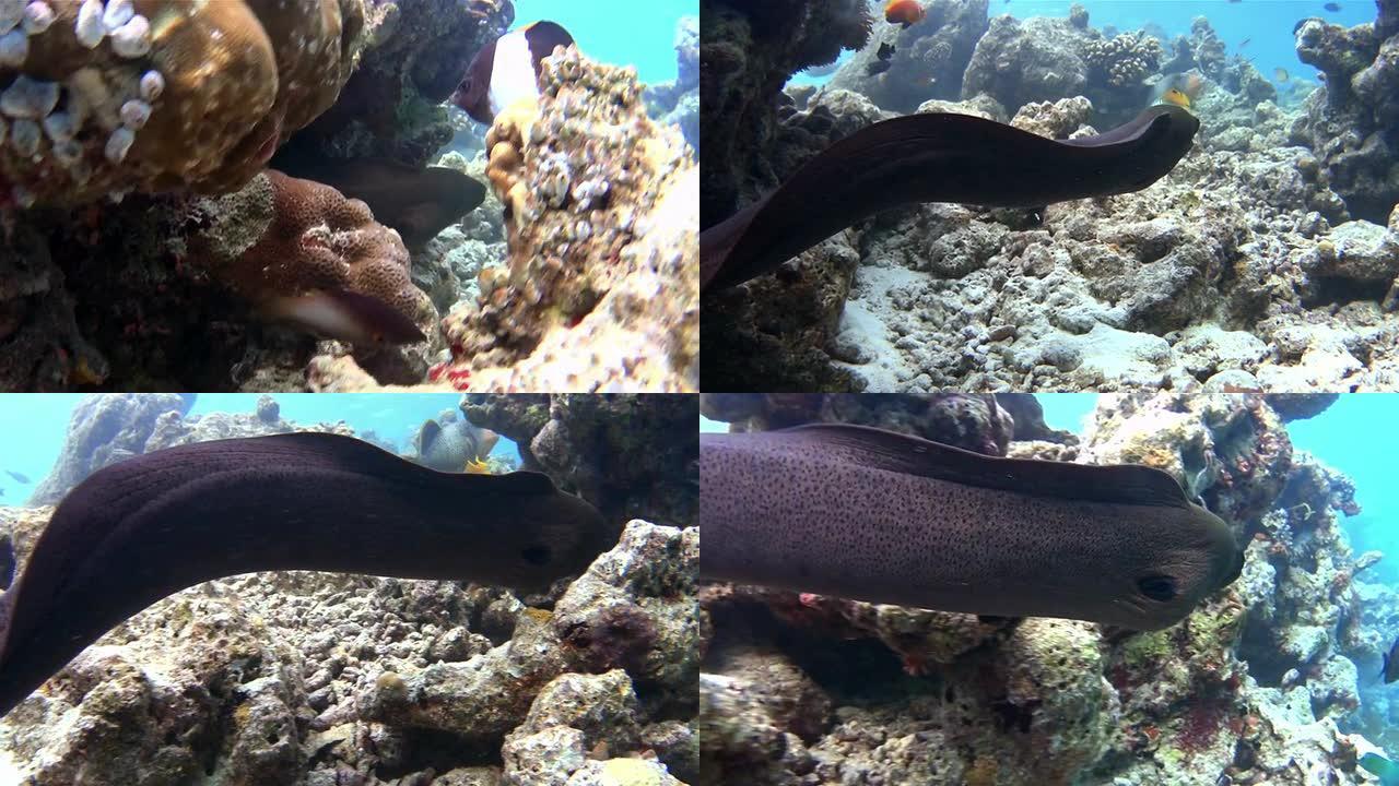 马尔代夫珊瑚礁上游泳的巨型海鳗