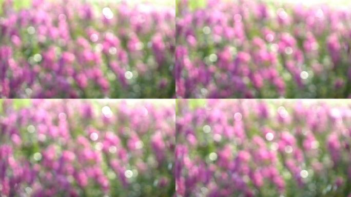 模糊镜头，粉红花圃洒水，慢动作