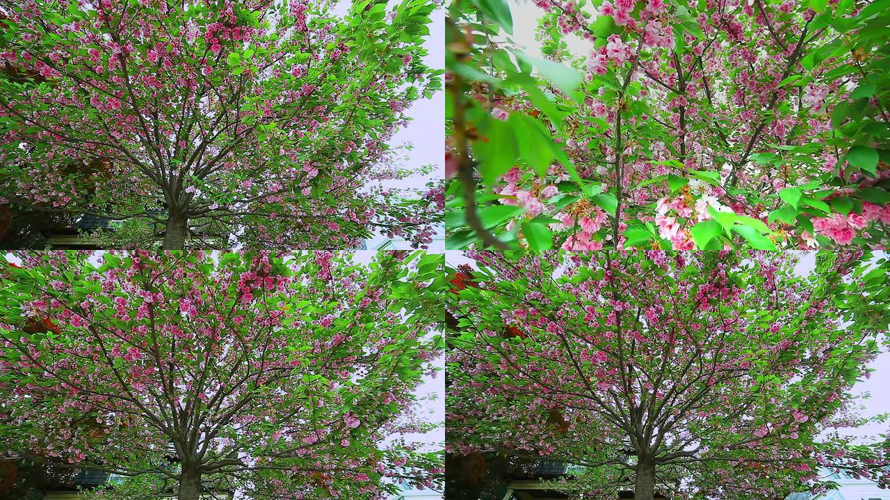 美丽的春天景象，树叶从树上飘落辛西娅杜鹃花