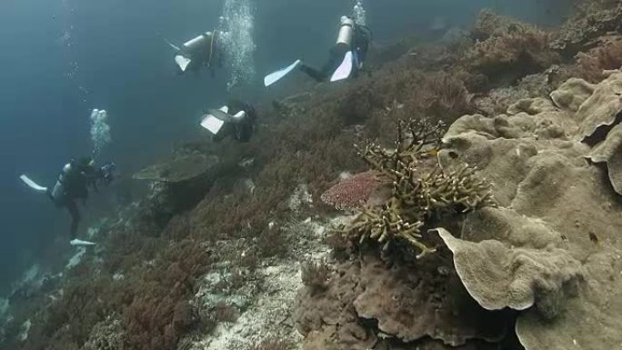 印尼拉贾安帕特珊瑚礁潜水潜水