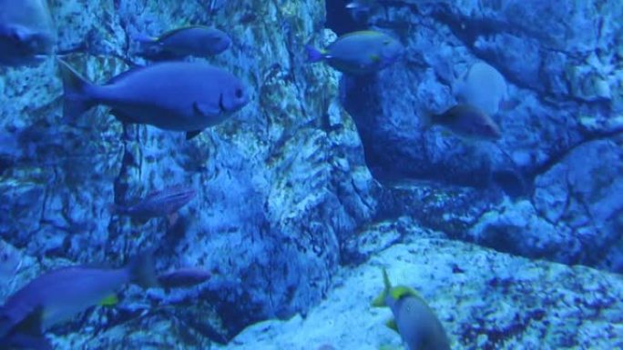 鱼04海底世界海洋生物水族馆小鱼水底海鲜