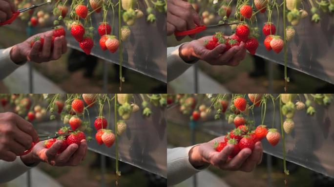 高级男子在自己的草莓农场工作