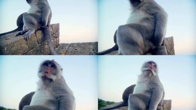 印尼猴子抓挠垫底