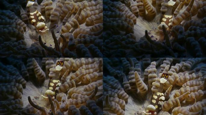 海葵虾与印度尼西亚海葵共生 (4K)