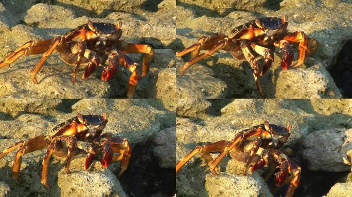 高清：螃蟹在Kuramathi