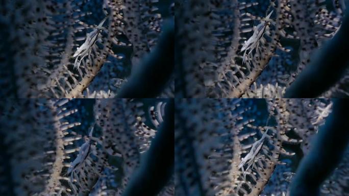 共生的海百合虾生活在海百合水下，印度尼西亚 (4K)