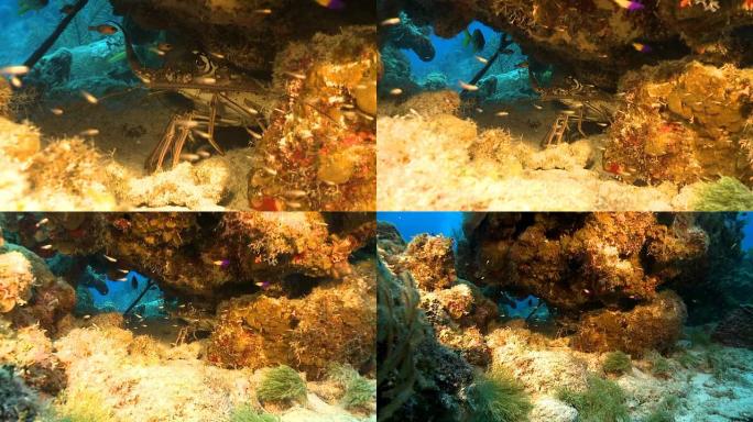 加勒比海暗礁上的红岩龙虾
