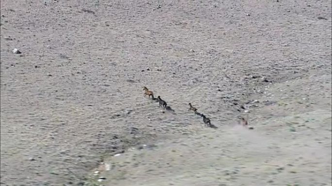 野马和羚羊一起奔跑-鸟瞰图-怀俄明州，弗里蒙特县，直升机拍摄，空中视频，cineflex，建立镜头，