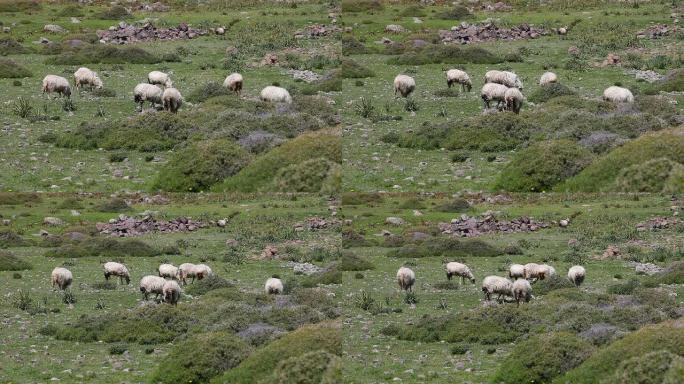 HD：绵羊盛宴。羊羔在田园环境中大快朵颐。