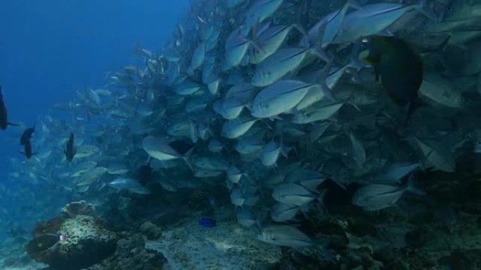 杰克·特里沃利鱼墙站在海底 (4K)