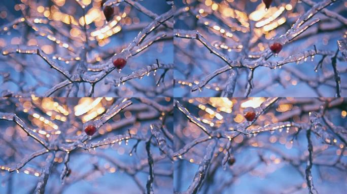 冬季美景冰晶冬天结冰的树枝