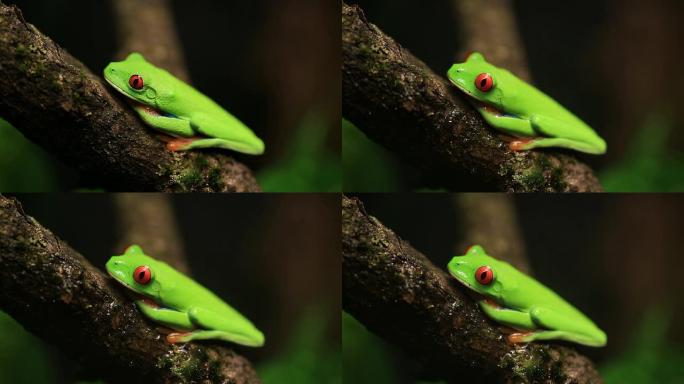 红眼树蛙可爱青蛙绿色青蛙青蛙特写
