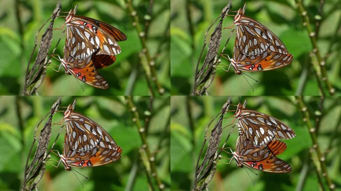两只橙色和黑色的蝴蝶在马利筋茎上交配，隔离在绿色背景上