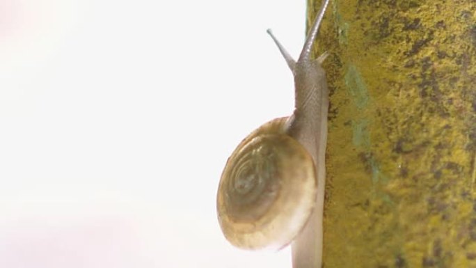 蜗牛树干观察日记