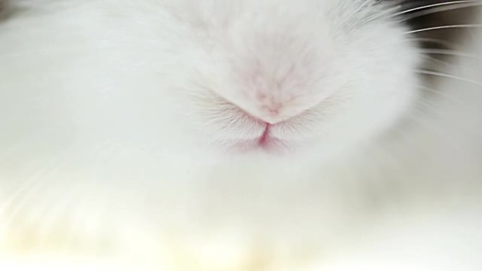 嗅探兔子兔子鼻子特写兔子闻气味