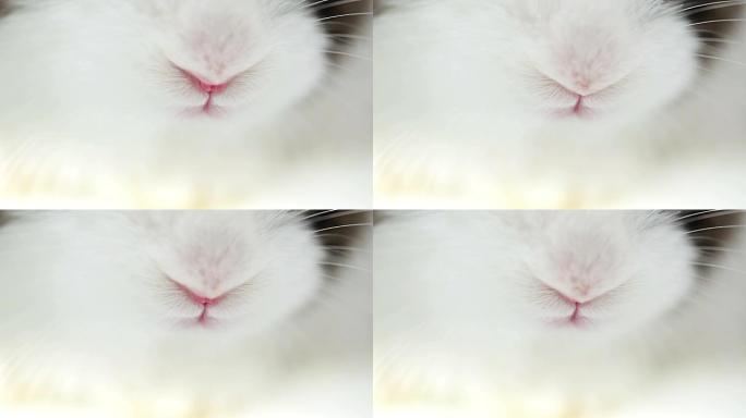 嗅探兔子兔子鼻子特写兔子闻气味