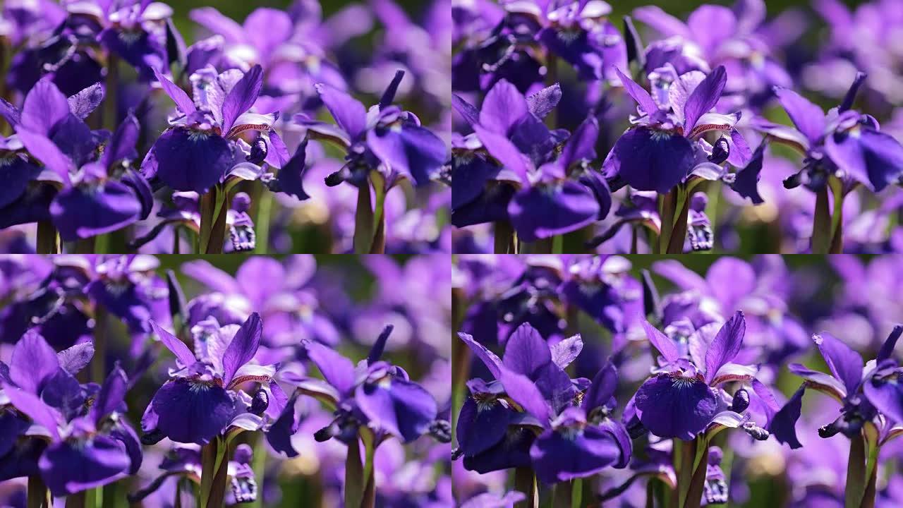 4K UHD紫色鸢尾花