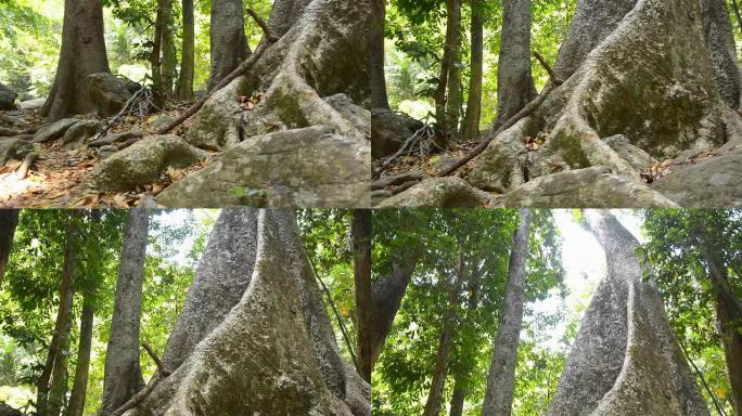 平移：老树和大树的根部到顶部