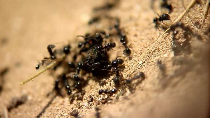 蚂蚁攻击甲虫