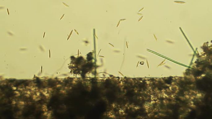 微生物: 硅藻
