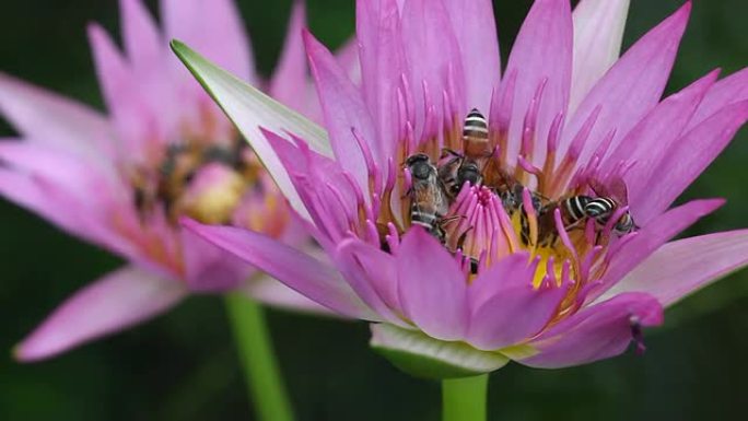 睡莲蜜蜂群