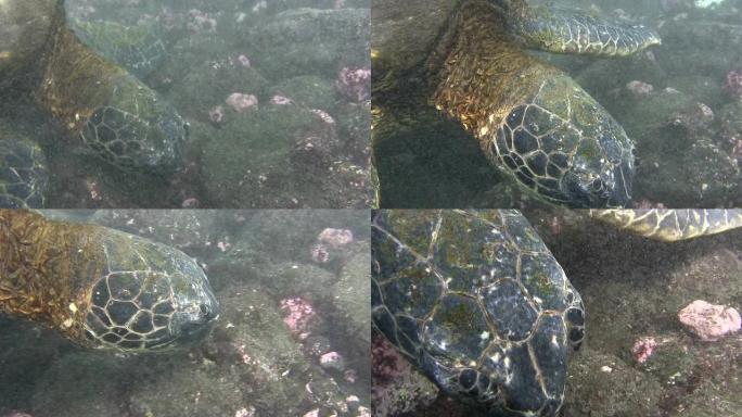 夏威夷的游泳乌龟鱼群海洋大海野生动物