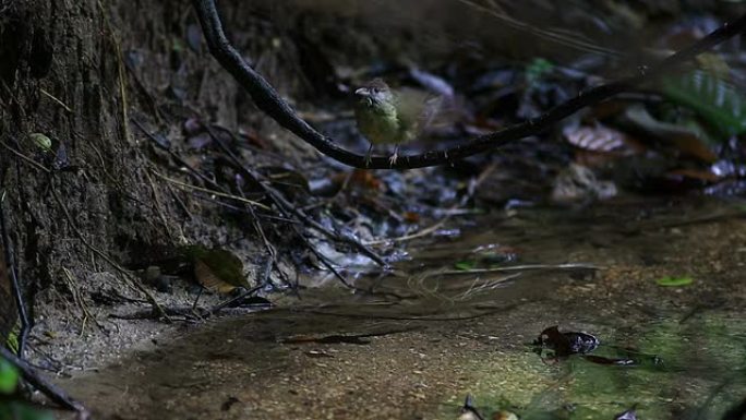 森林中的水滴在溪流中沐浴的鸟