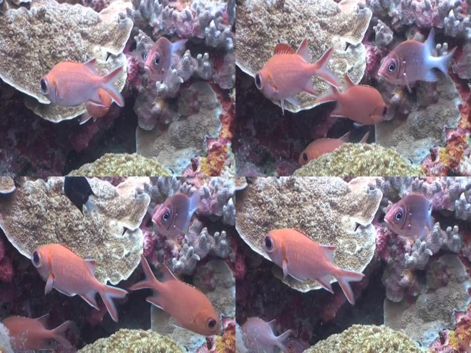 Scarlett Soldierfish和Tailspot松鼠鱼在礁石上盘旋