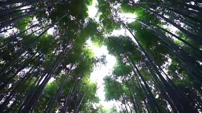 日本岚山的竹林叶缝阳光普照绿色春天夏日树
