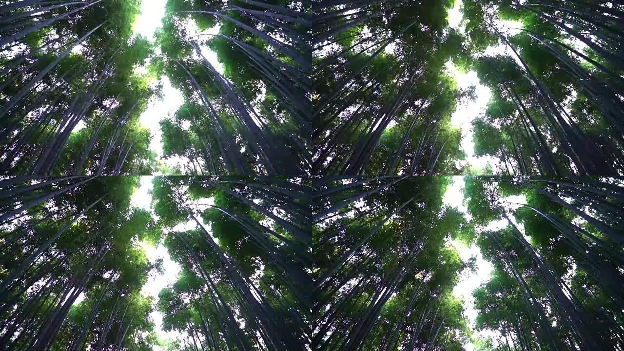 日本岚山的竹林叶缝阳光普照绿色春天夏日树