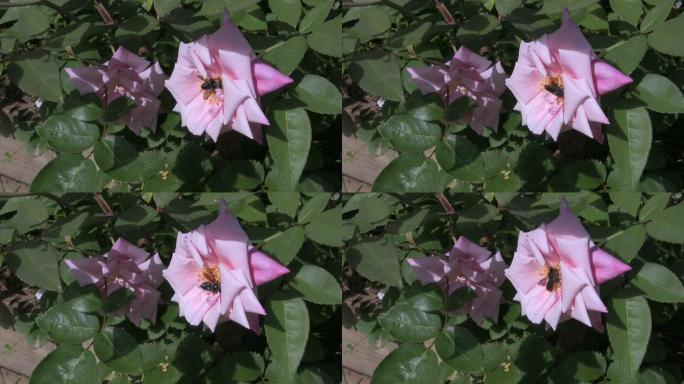 黑蜜蜂在粉红玫瑰上采集花粉