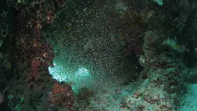 藏在礁洞的银诱饵鱼学校 (高清)