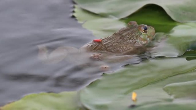 池塘里的青蛙池塘里的青蛙