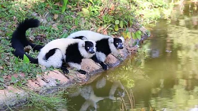 狐猴。猴子喝水黑白猴子动物园