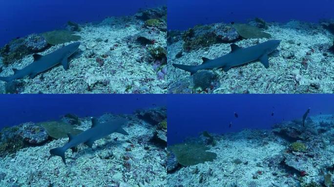 白鳍礁鲨在水下游泳