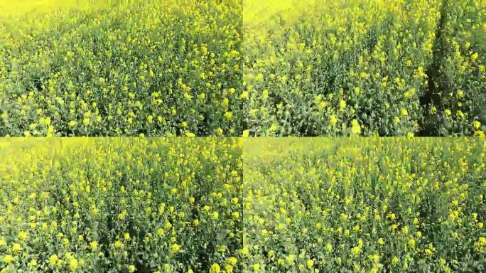 油菜田鸟瞰图