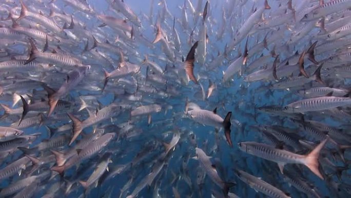 巴拉库达学校生物多样性鱼群游弋海洋生物