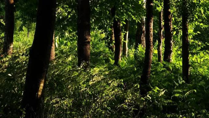 森林叶缝阳光普照绿色春天夏日树林森林