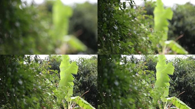 雨中的果树果树果园种植下雨