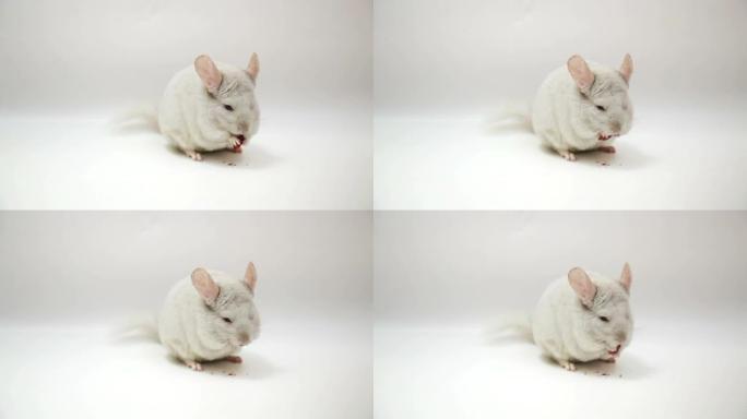 吃白龙猫吃东西白鼠