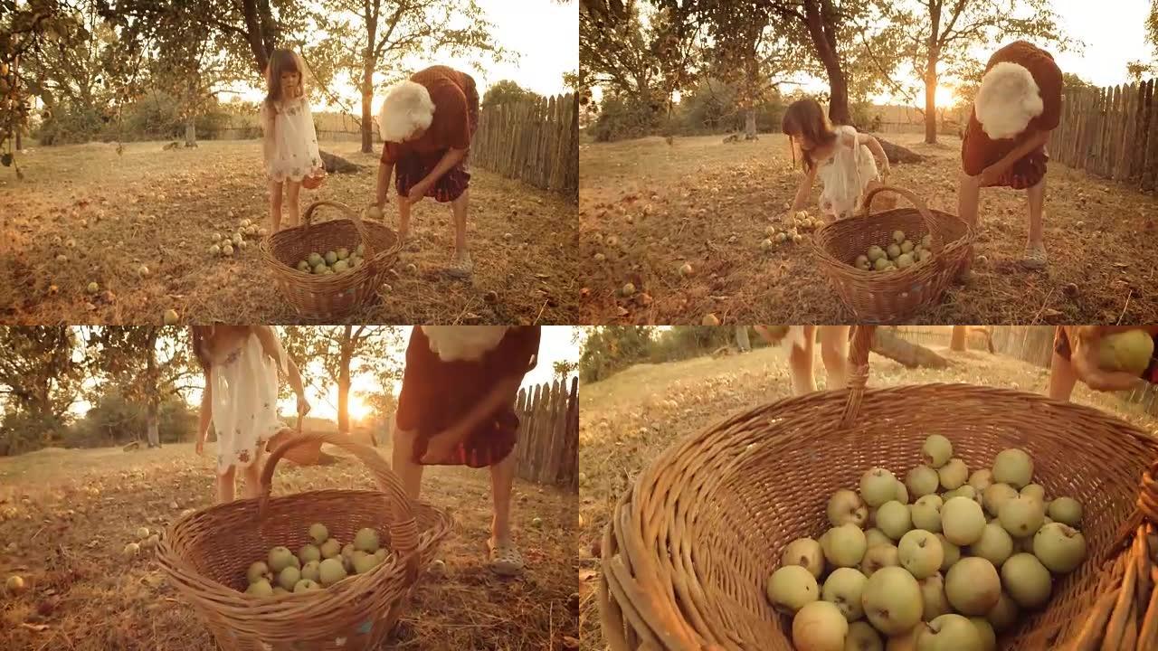 一个小女孩帮助她的祖母，同时收集倒下的苹果。真人，农村场景，。镜头光斑，不寻常的角度，GoPro。