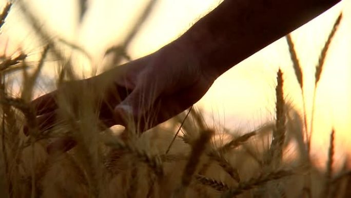 农民上交金色的小麦