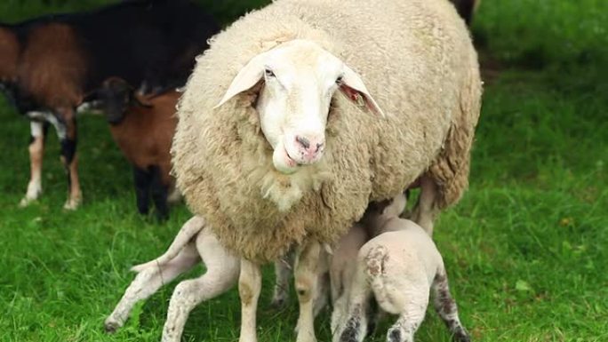 由母亲照料的小羊