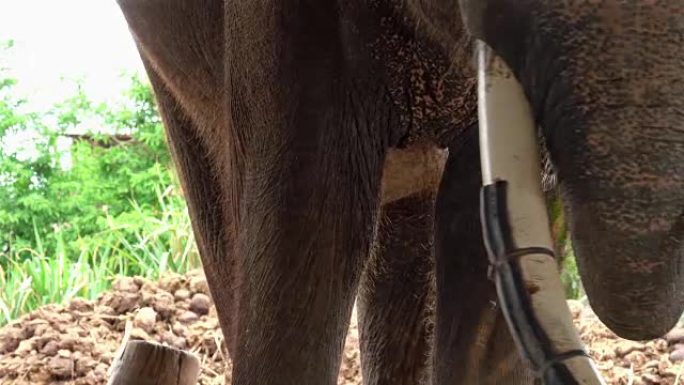 带有牙齿假体的大象