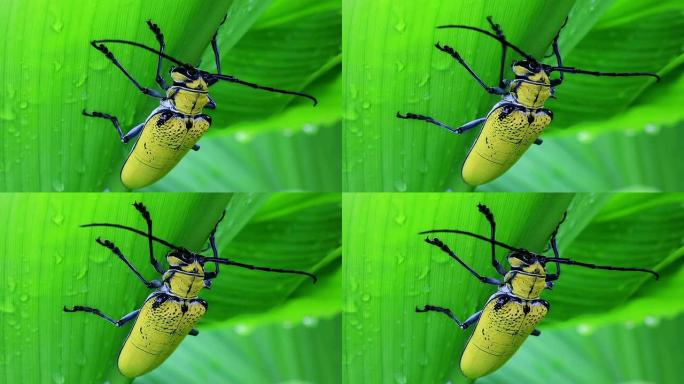 热带甲壳虫特写热带甲壳虫