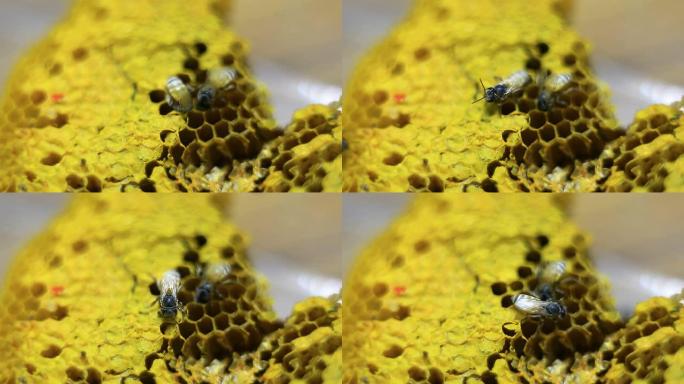 蜂巢上的蜜蜂