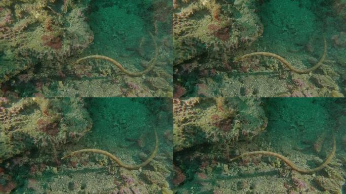 长鼻pip鱼躺在海底，太平洋 (4K)